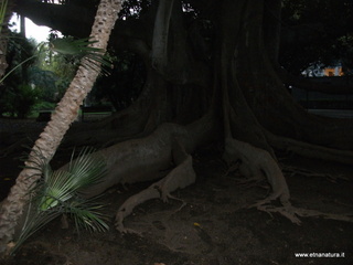 Ficus villa Bellini